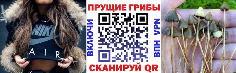 купить наркотик  нарко площадка телеграм  Псилоцибиновые грибы Psilocybine cubensis  Заволжье 